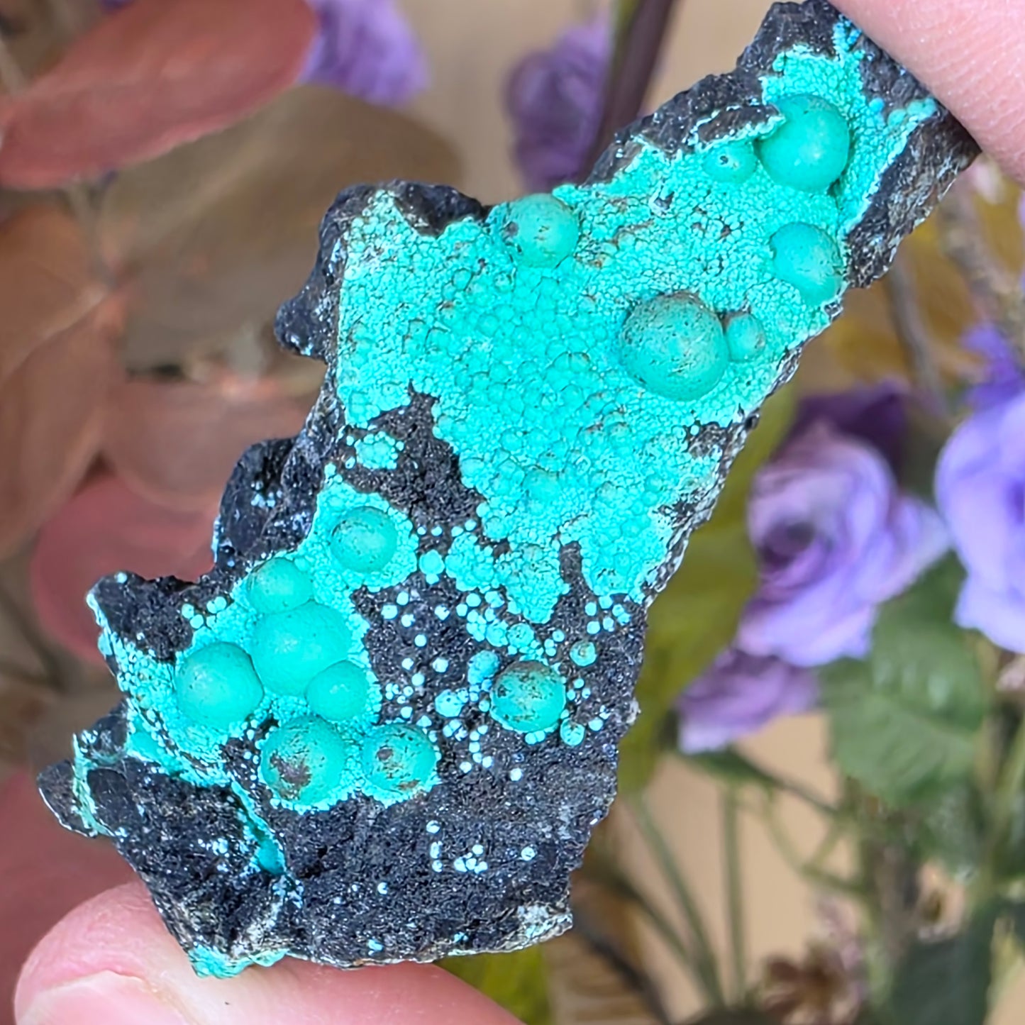 Beautiful Botryoidal Chrysocolla Copper Ore Rock Specimen | Planet Mine | Arizona | Natural Raw Stone
