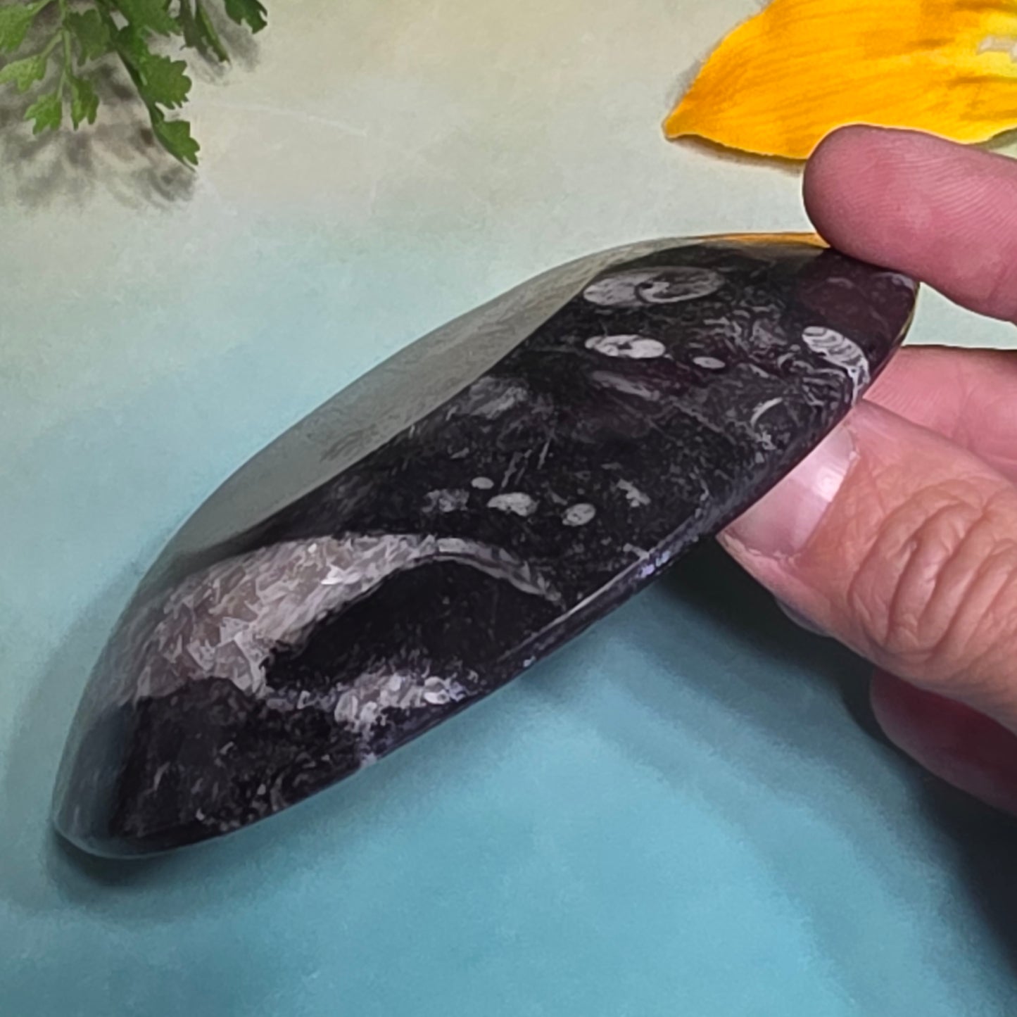 Polished Orthoceras and Ammonite Fossil Dish 4 Inch Black & White Stone Bowl
