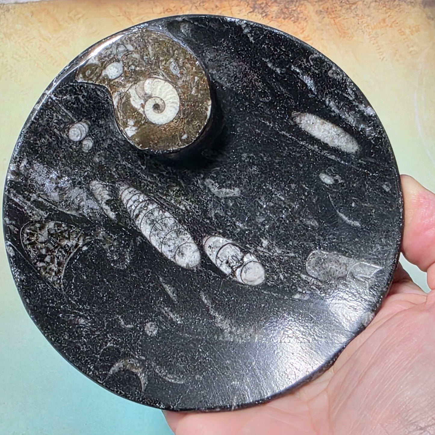 Polished Orthoceras and Ammonite Fossil Dish 4 Inch Black & White Stone Bowl