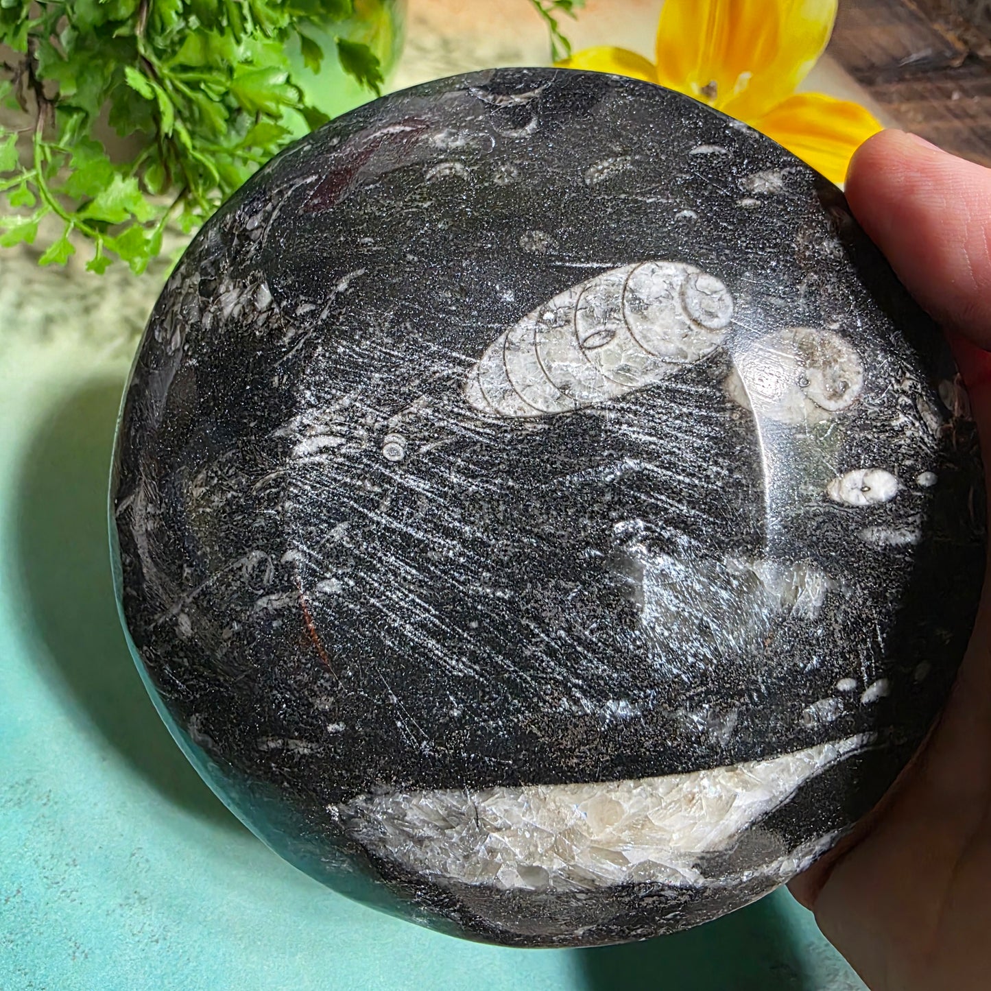 Polished Orthoceras and Ammonite Fossil Dish 4 Inch Black & White Stone Bowl