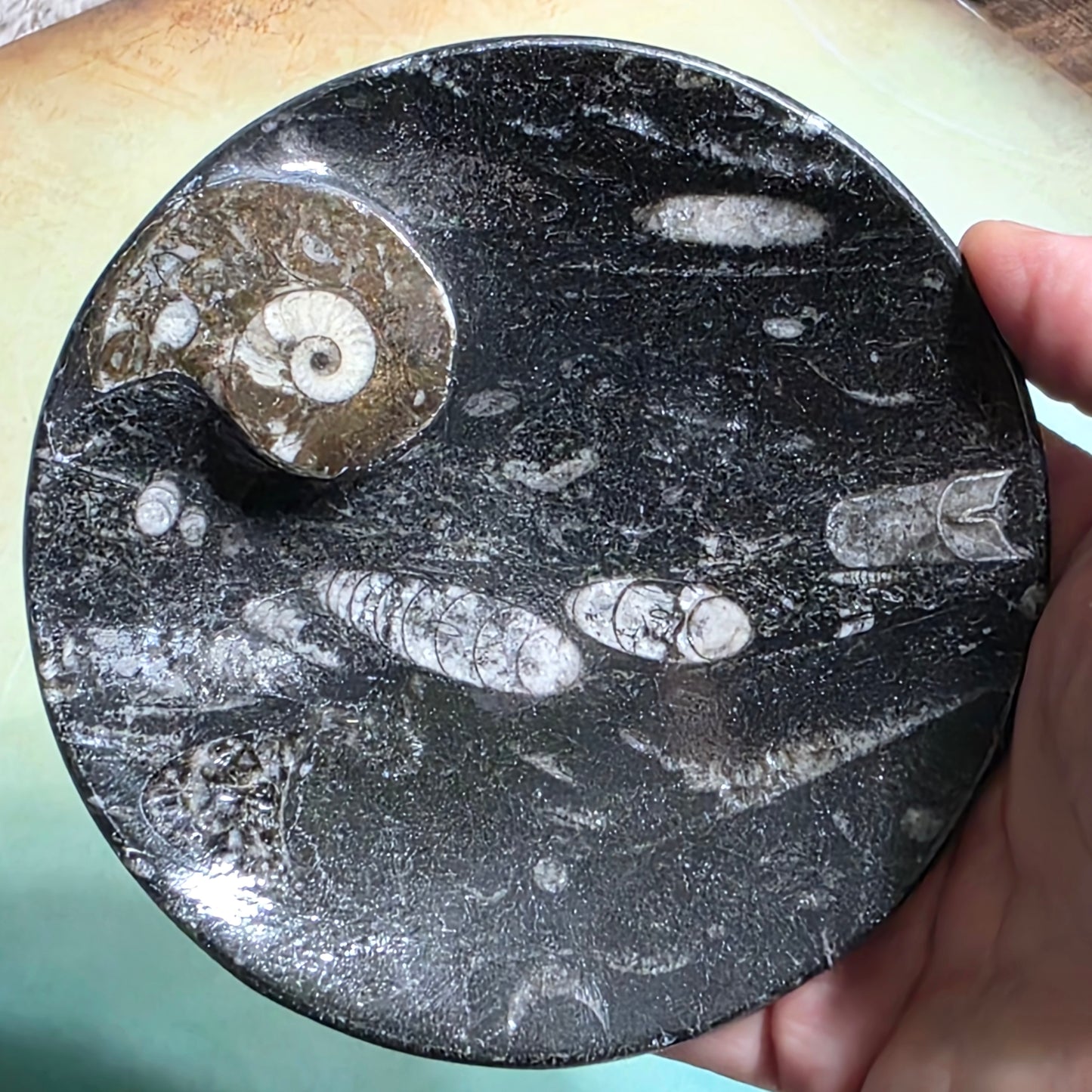 Polished Orthoceras and Ammonite Fossil Dish 4 Inch Black & White Stone Bowl