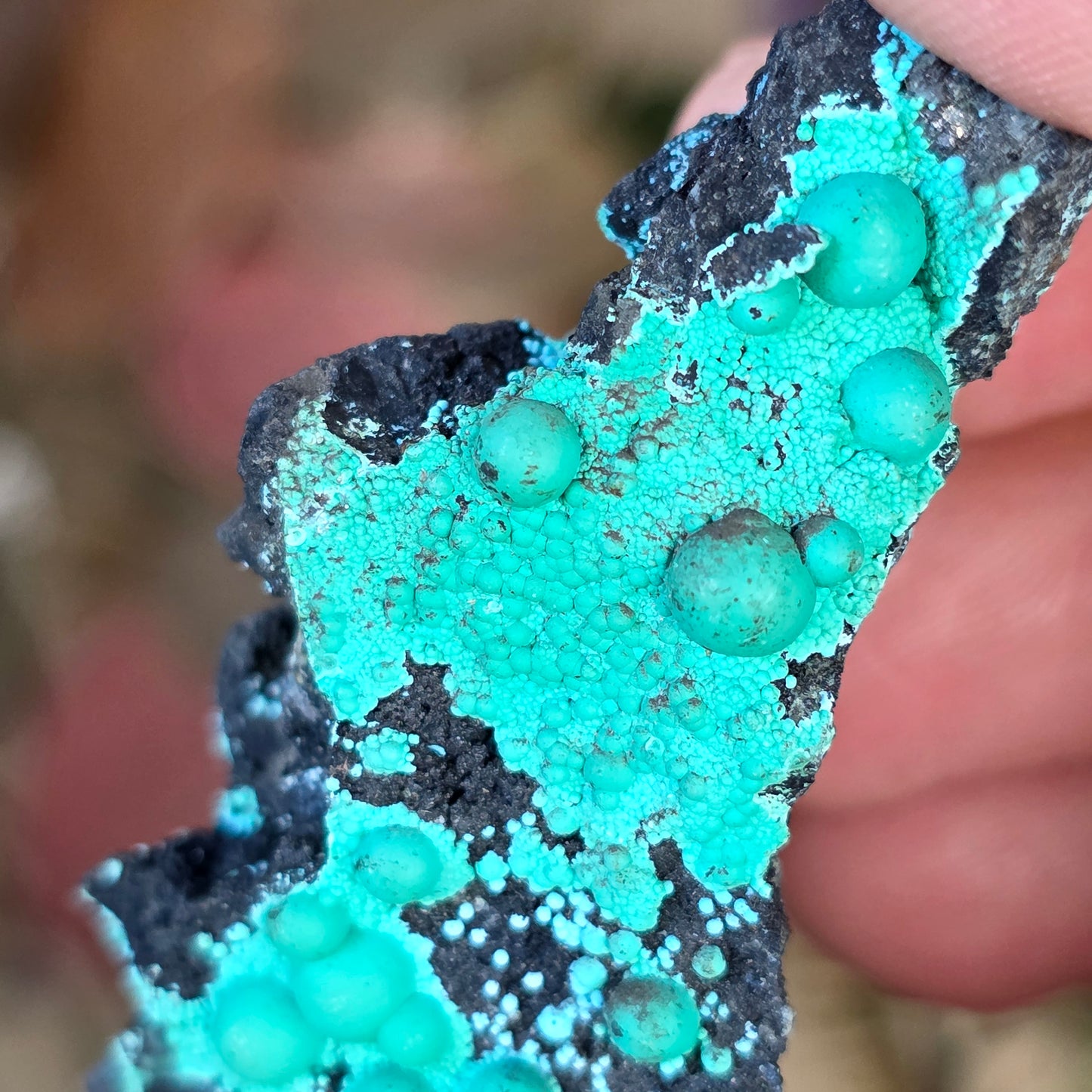Beautiful Botryoidal Chrysocolla Copper Ore Rock Specimen | Planet Mine | Arizona | Natural Raw Stone