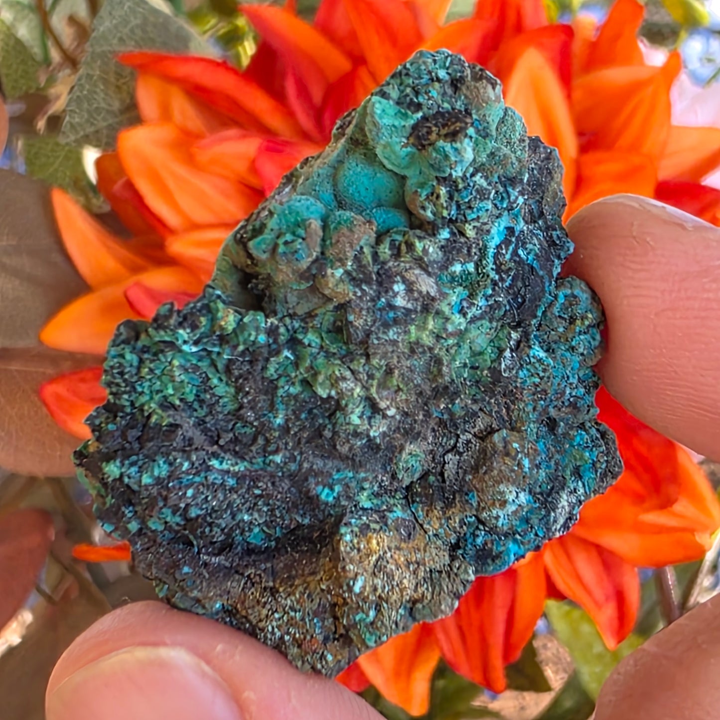 Chrysocolla Mineral Specimen, Copper Ore Rock, Planet Mine, Arizona, with Botryoidal Texture Feature