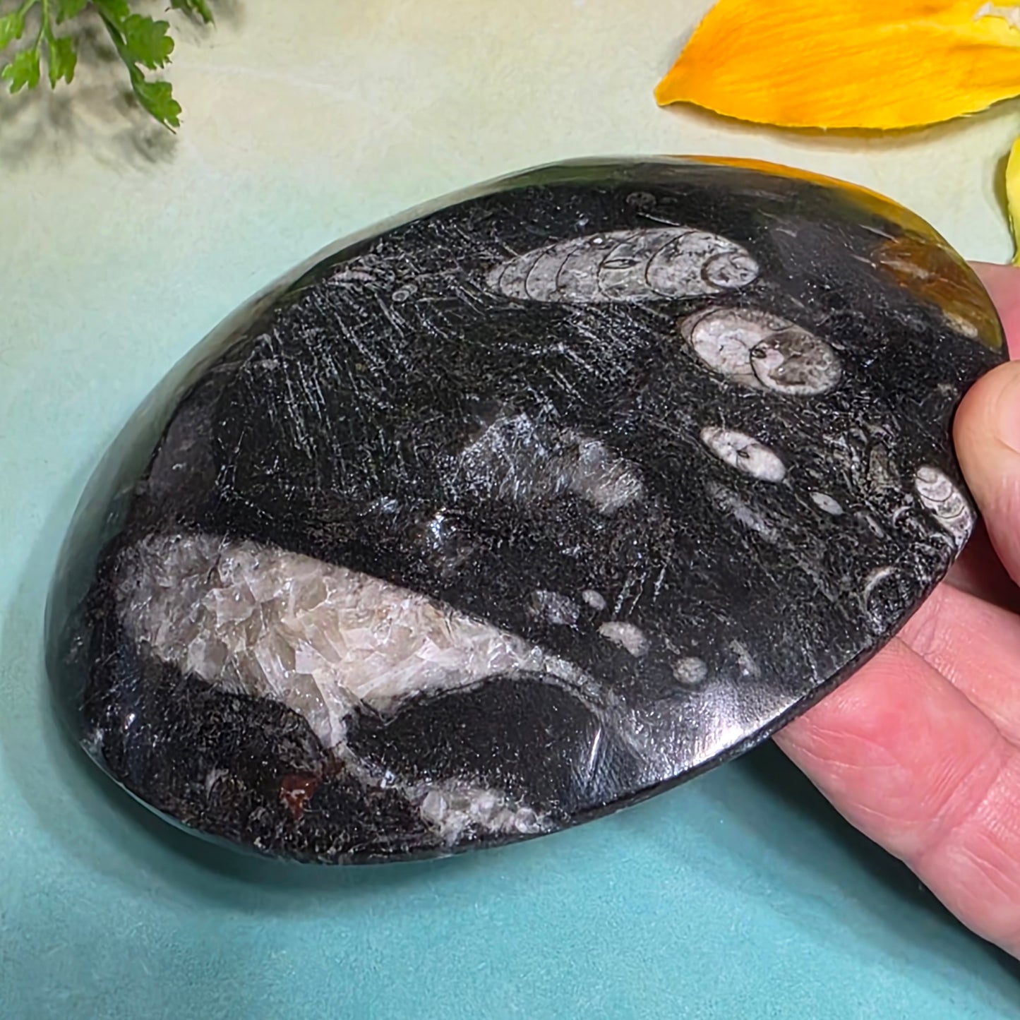 Polished Orthoceras and Ammonite Fossil Dish 4 Inch Black & White Stone Bowl