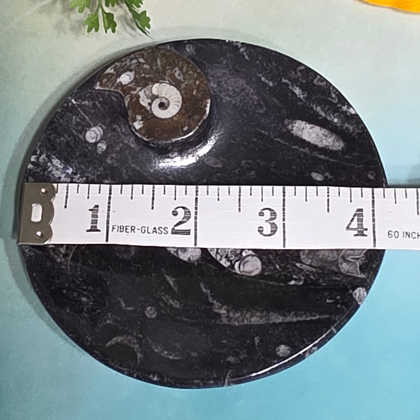 Polished Orthoceras and Ammonite Fossil Dish 4 Inch Black & White Stone Bowl