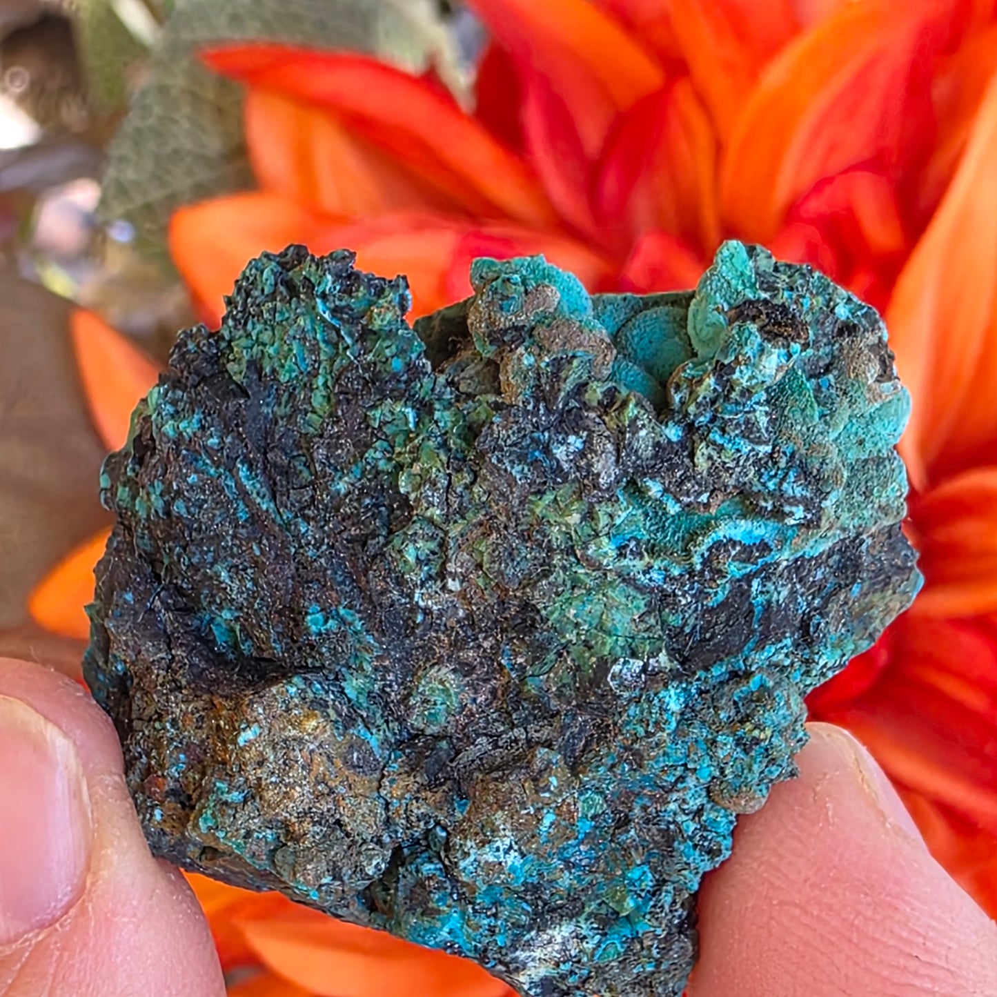 Chrysocolla Mineral Specimen, Copper Ore Rock, Planet Mine, Arizona, with Botryoidal Texture Feature