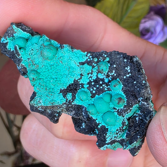 Beautiful Botryoidal Chrysocolla Copper Ore Rock Specimen | Planet Mine | Arizona | Natural Raw Stone