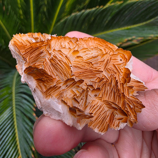 Bladed Barite from Morocco, Tabular Mineral Specimen with Brown and White Ombre Color Fade