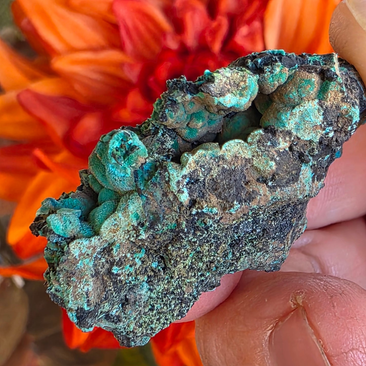 Chrysocolla Mineral Specimen, Copper Ore Rock, Planet Mine, Arizona, with Botryoidal Texture Feature