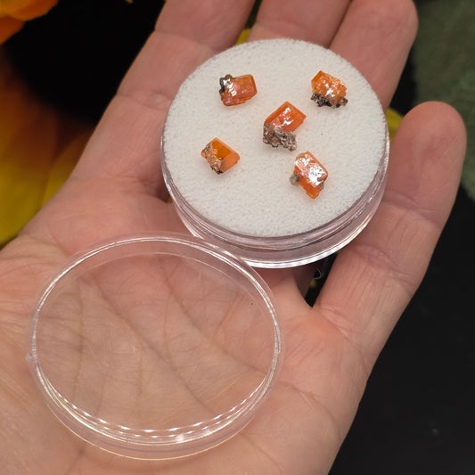 Arizona Wulfenite Gem Jar | 5 Orange Crystals | Red Cloud Mine | La Paz County | Arizona | Raw Stones