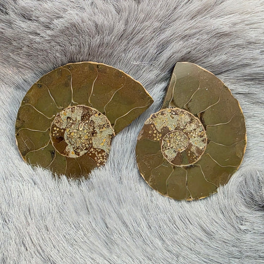 Natural Ammonite Fossil Cut and Polished Pair, Small Size Halves Brown with Iridescent Colors