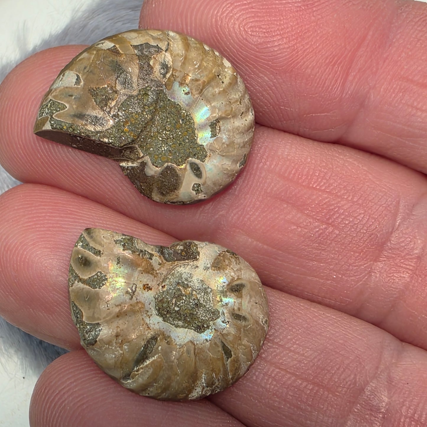 Natural Ammonite Fossil Cut and Polished Pair, Small Size Halves Brown with Iridescent Colors