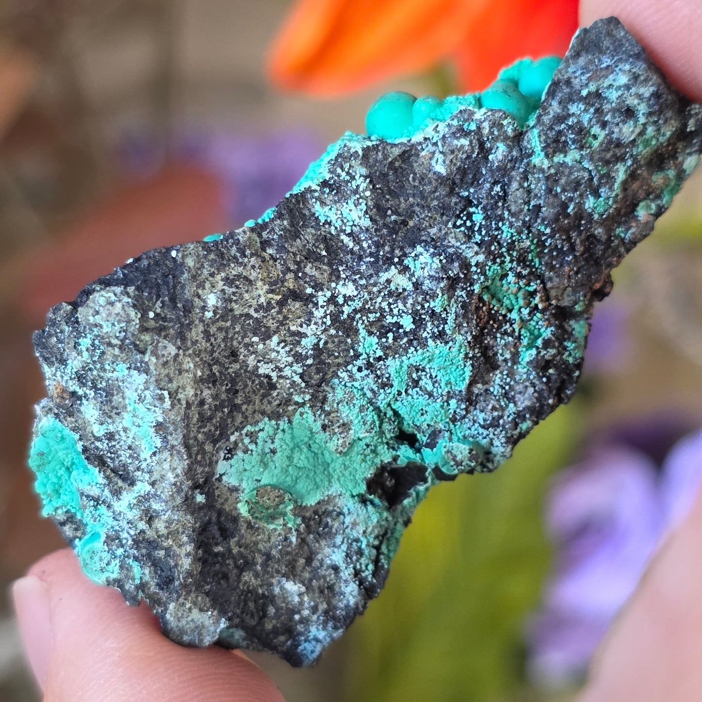 Beautiful Botryoidal Chrysocolla Copper Ore Rock Specimen | Planet Mine | Arizona | Natural Raw Stone