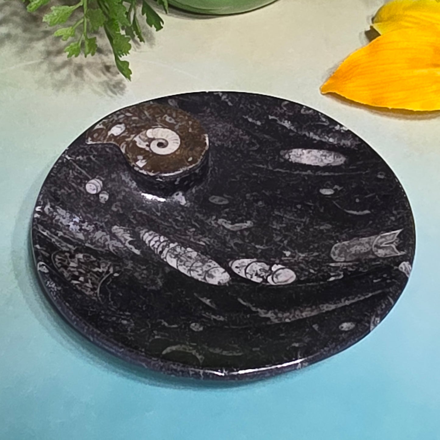 Polished Orthoceras and Ammonite Fossil Dish 4 Inch Black & White Stone Bowl