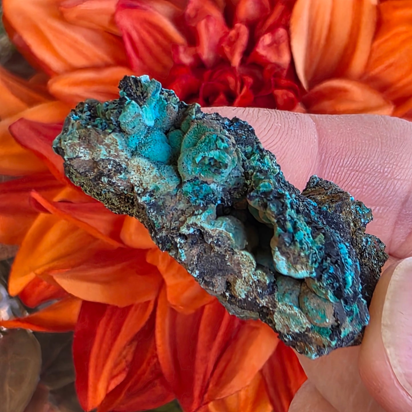 Chrysocolla Mineral Specimen, Copper Ore Rock, Planet Mine, Arizona, with Botryoidal Texture Feature