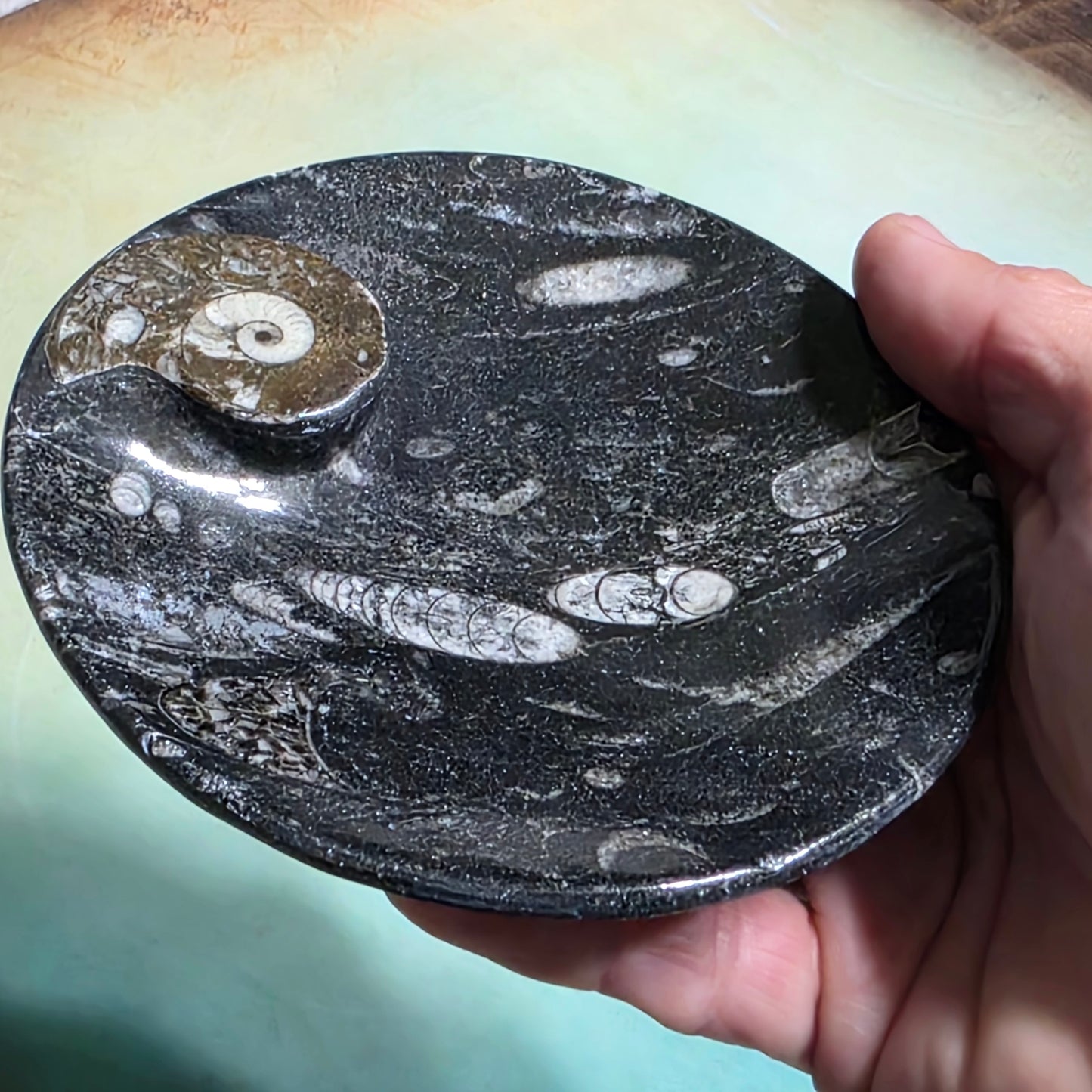 Polished Orthoceras and Ammonite Fossil Dish 4 Inch Black & White Stone Bowl