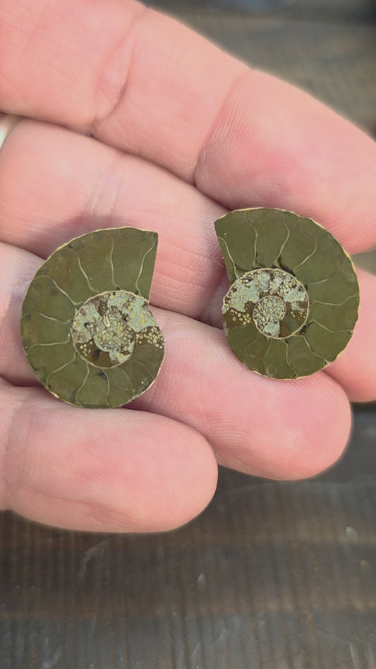 Natural Ammonite Fossil Cut and Polished Pair, Small Size Halves Brown with Iridescent Colors