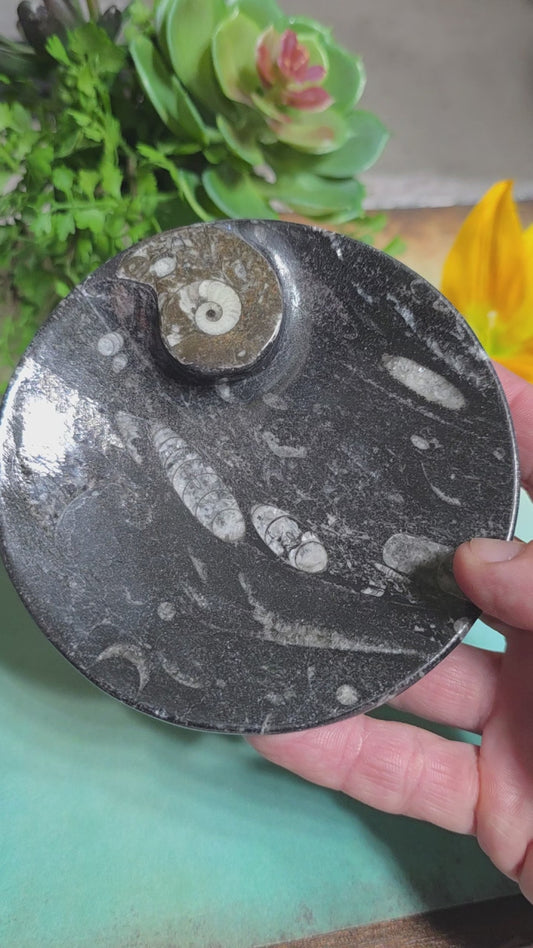 Polished Orthoceras and Ammonite Fossil Dish 4 Inch Black & White Stone Bowl