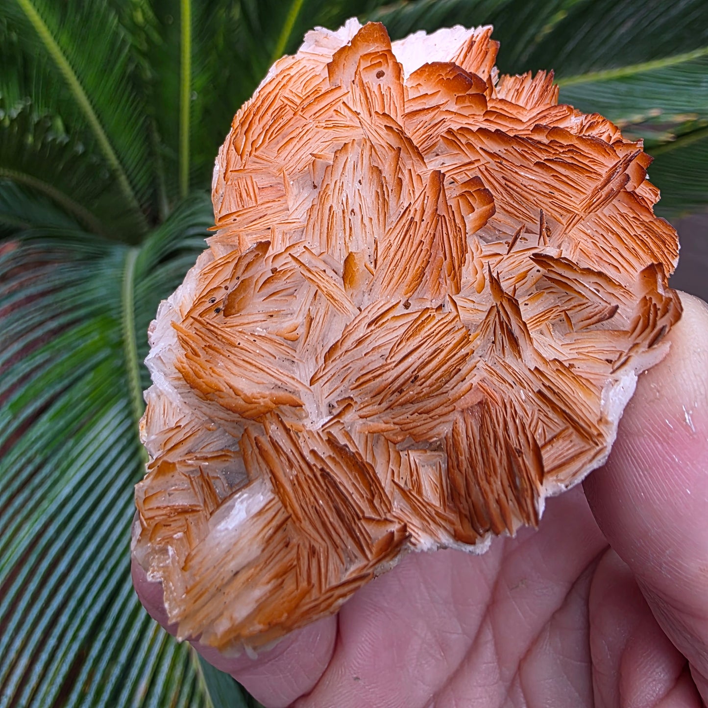 Bladed Barite from Morocco, Tabular Mineral Specimen with Brown and White Ombre Color Fade
