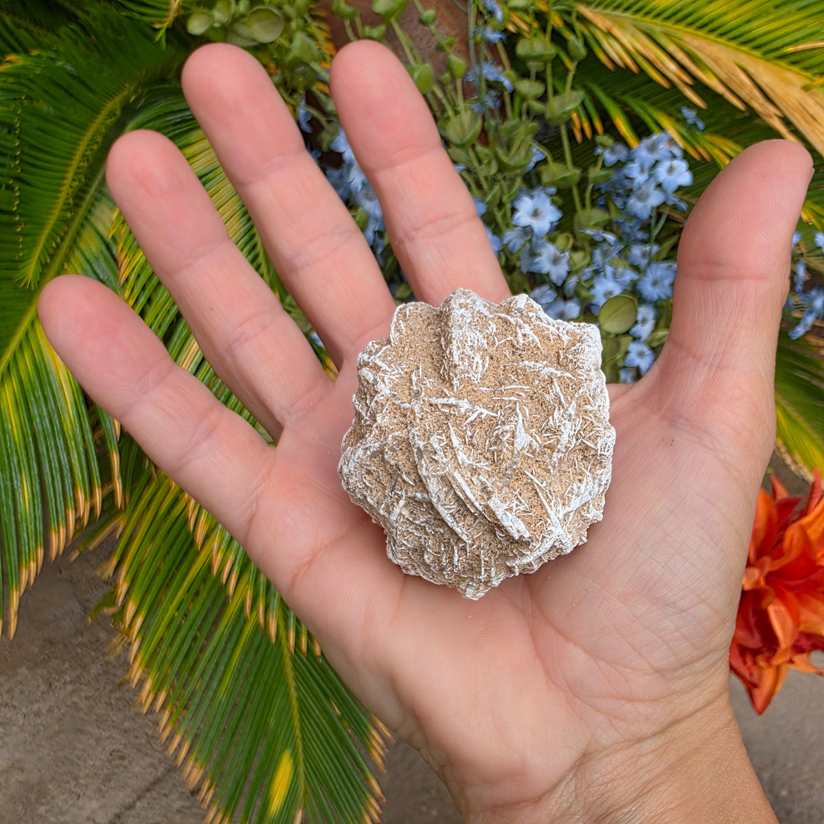 Desert Rose Gypsum Cluster Rock Specimen | Raw Natural Crystal Mineral