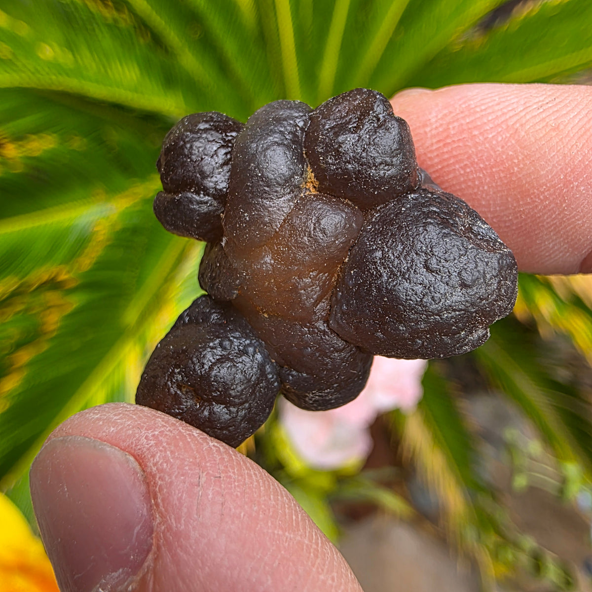 Truffle Chalcedony Rock Specimen, Raw Natural Mineral with Botryoidal Shape from Morocco