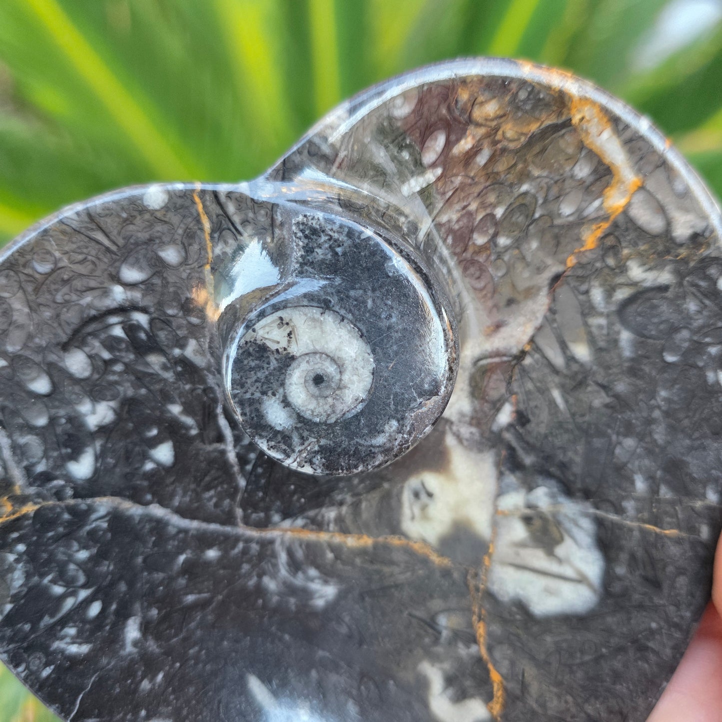 Polished Ammonite and Orthoceras Fossil Heart Shaped Dish 4 Inch Black & White Stone Bowl