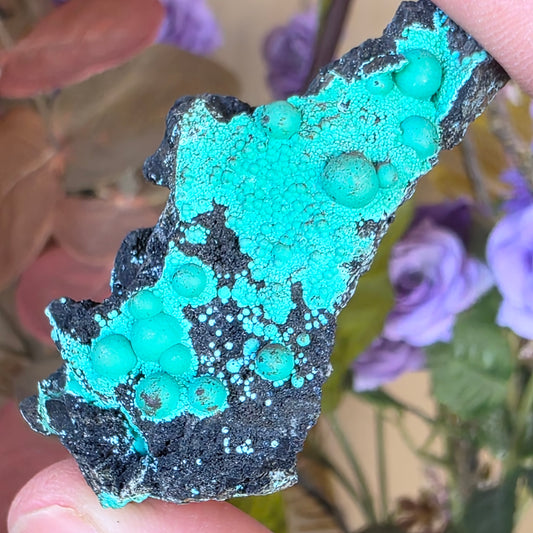 Beautiful Botryoidal Chrysocolla Copper Ore Rock Specimen | Planet Mine | Arizona | Natural Raw Stone