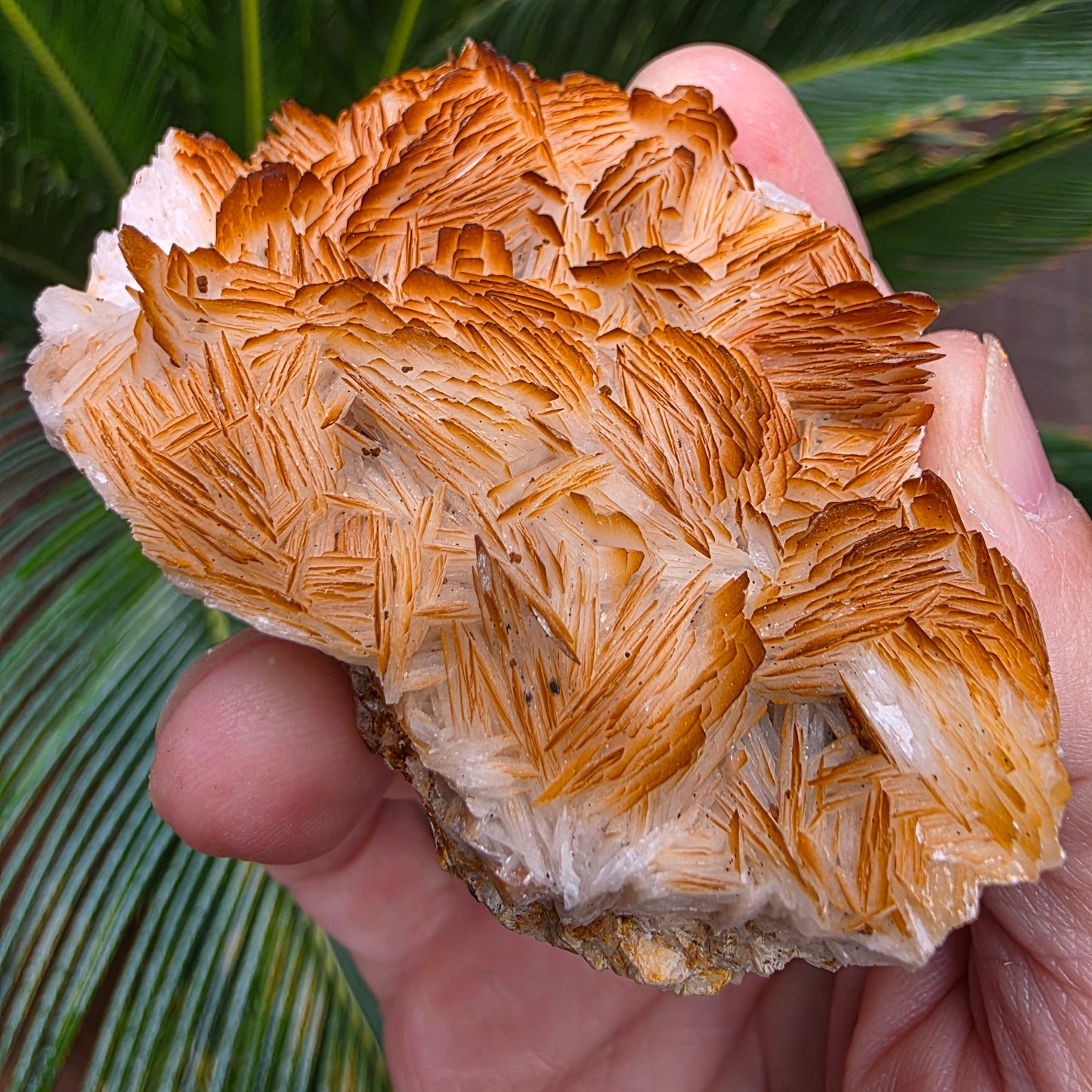 Bladed Barite from Morocco, Tabular Mineral Specimen with Brown and White Ombre Color Fade