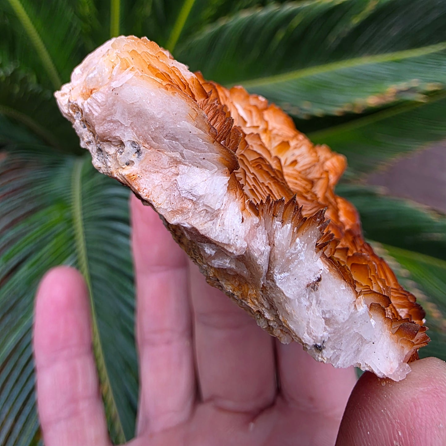 Bladed Barite from Morocco, Tabular Mineral Specimen with Brown and White Ombre Color Fade