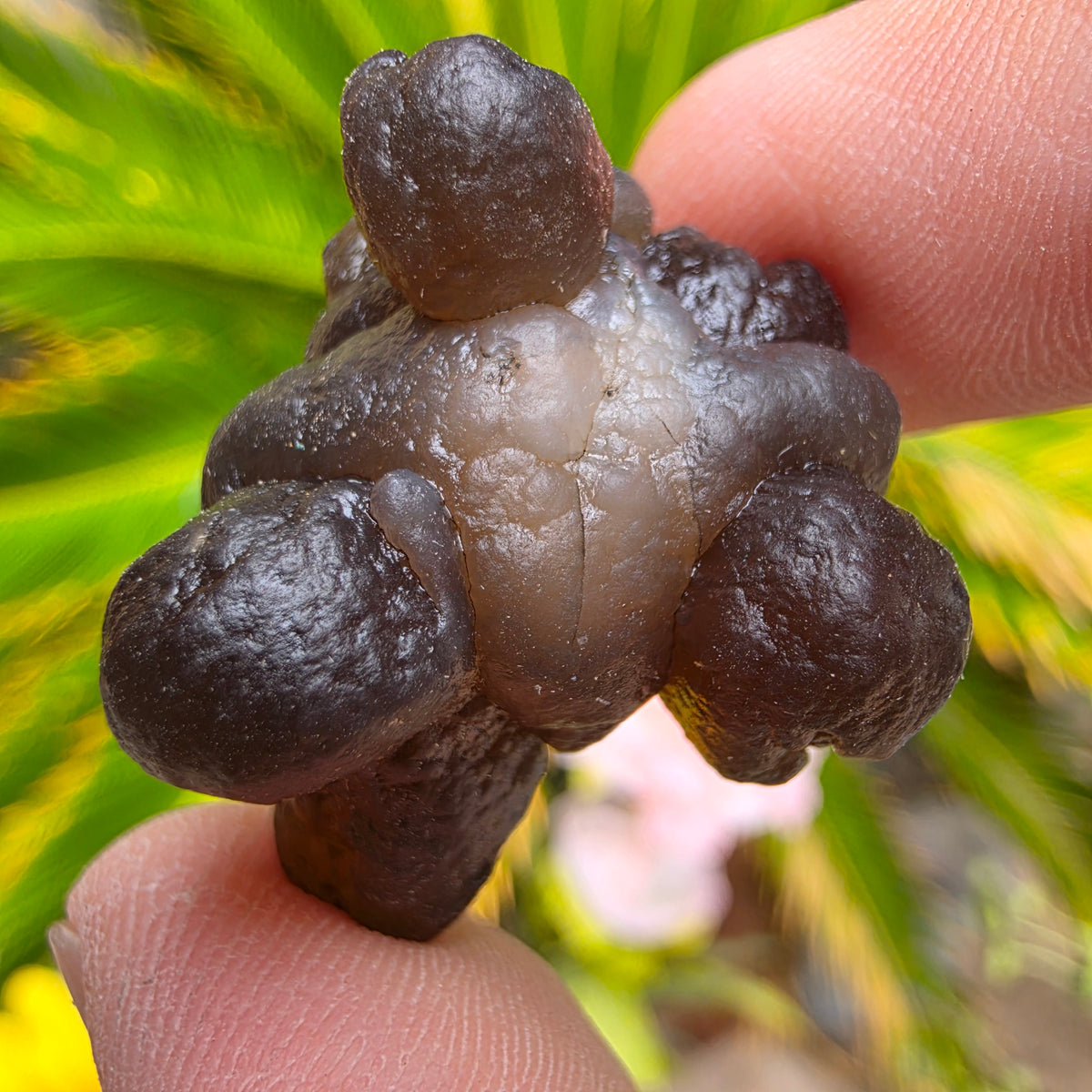 Truffle Chalcedony Rock Specimen, Raw Natural Mineral with Botryoidal Shape from Morocco