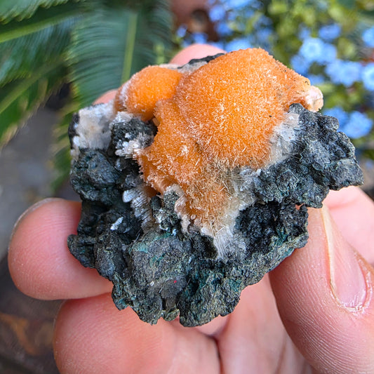 Thomsonite Mineral Specimen | Natural Orange Crystal on Basalt Matrix Rock
