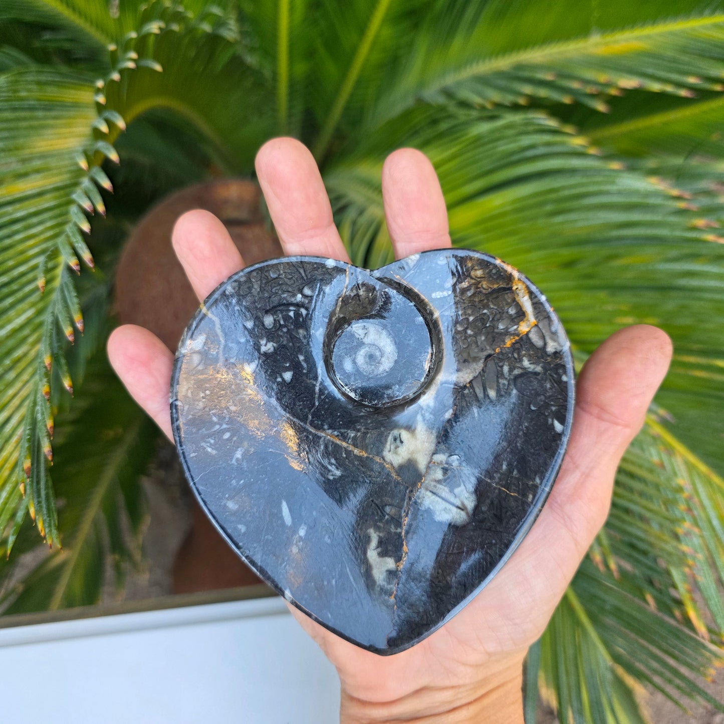 Polished Ammonite and Orthoceras Fossil Heart Shaped Dish 4 Inch Black & White Stone Bowl
