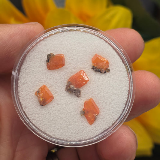 Arizona Wulfenite Gem Jar | 5 Orange Crystals | Red Cloud Mine | La Paz County | Arizona | Raw Stones