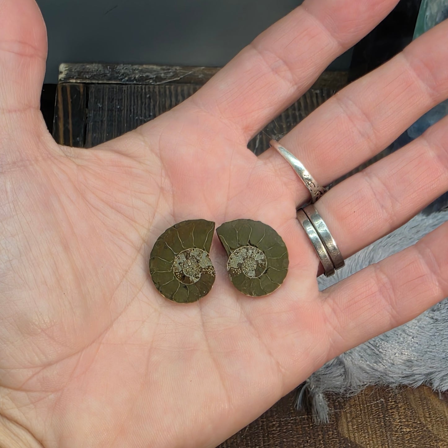 Natural Ammonite Fossil Cut and Polished Pair, Small Size Halves Brown with Iridescent Colors