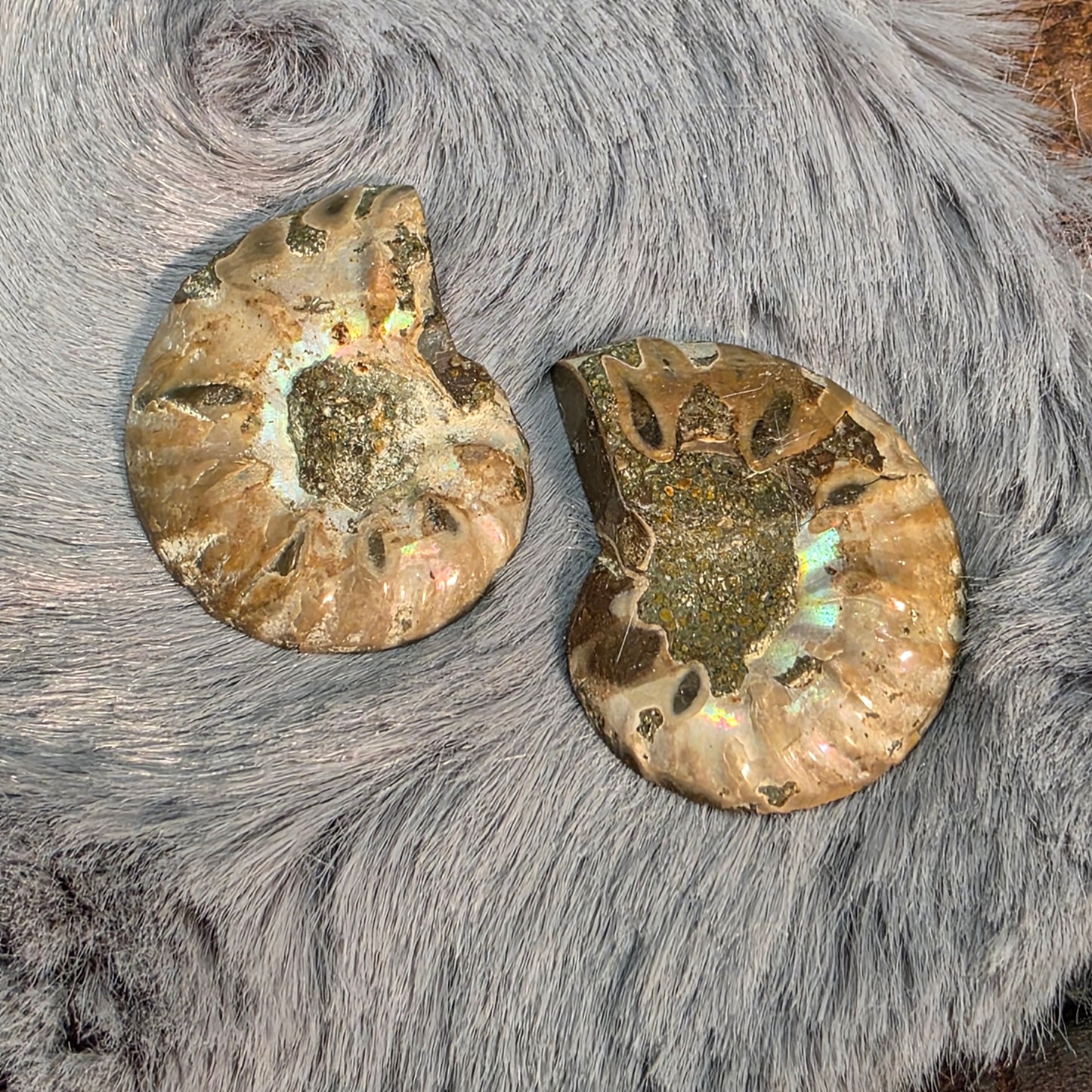 Natural Ammonite Fossil Cut and Polished Pair, Small Size Halves Brown with Iridescent Colors