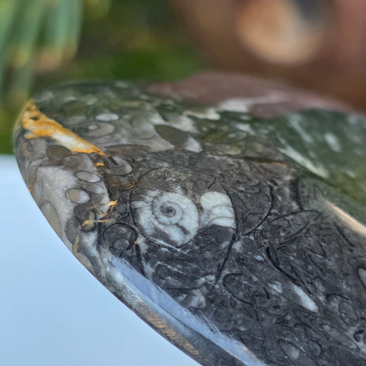 Polished Ammonite and Orthoceras Fossil Heart Shaped Dish 4 Inch Black & White Stone Bowl