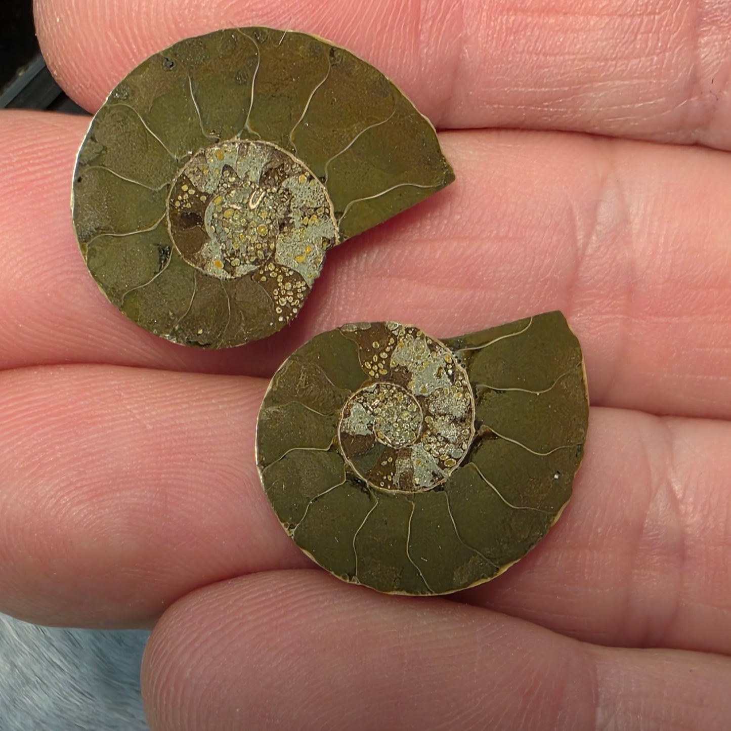 Natural Ammonite Fossil Cut and Polished Pair, Small Size Halves Brown with Iridescent Colors