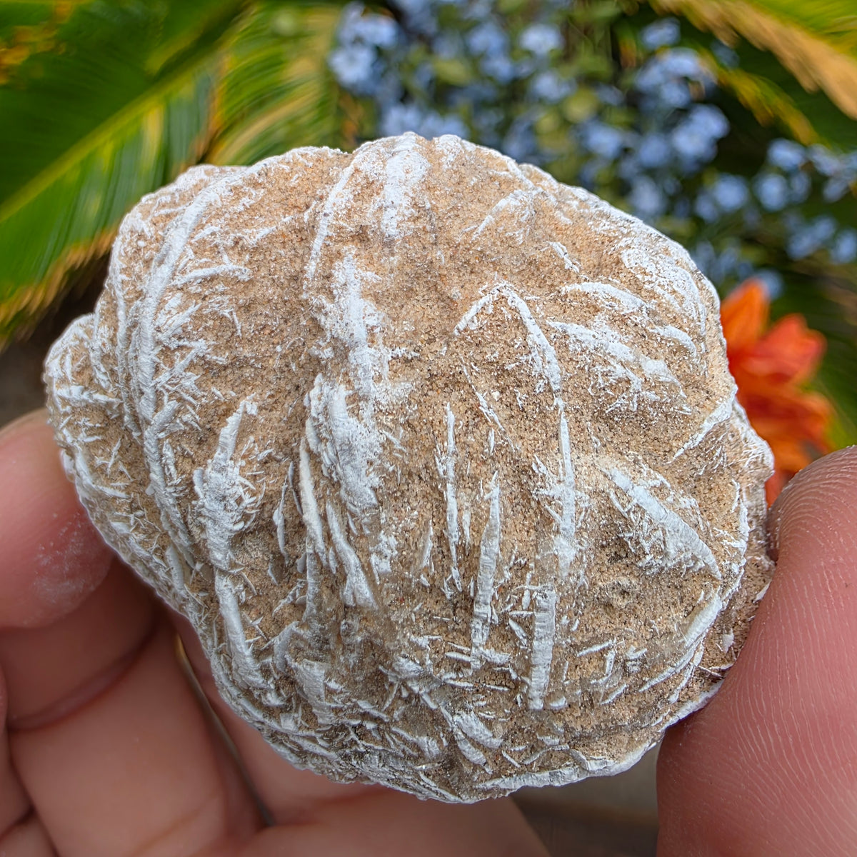 Desert Rose Gypsum Cluster Rock Specimen | Raw Natural Crystal Mineral