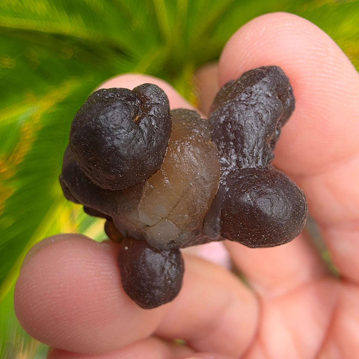 Truffle Chalcedony Rock Specimen, Raw Natural Mineral with Botryoidal Shape from Morocco