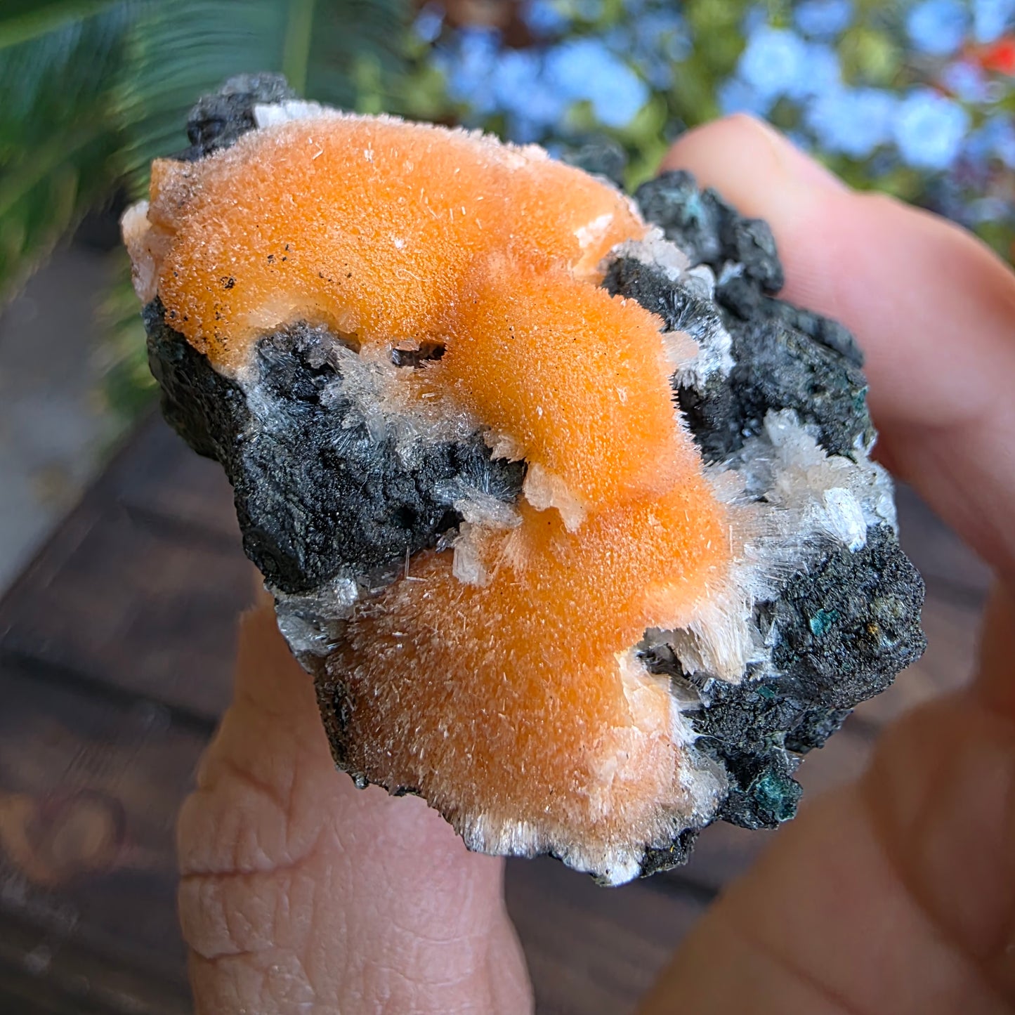 Thomsonite Mineral Specimen | Natural Orange Crystal on Basalt Matrix Rock