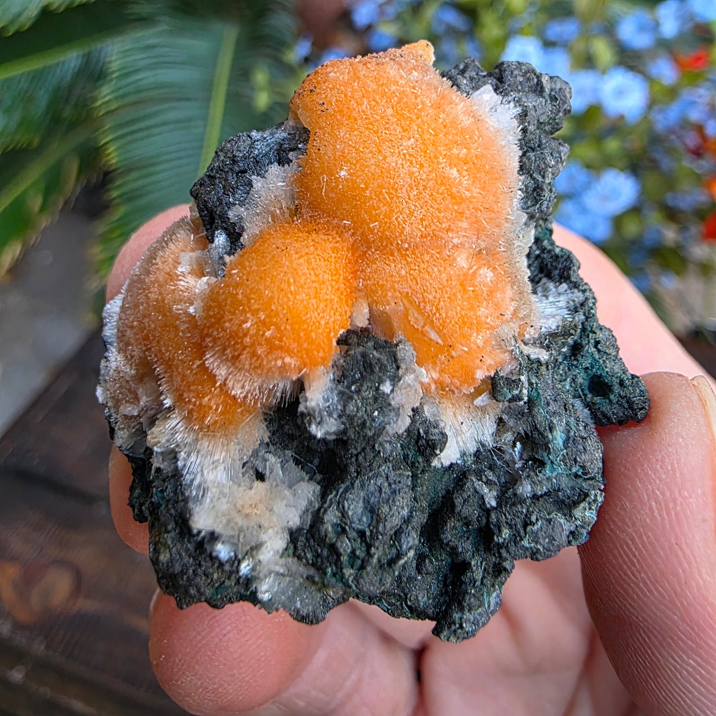 Thomsonite Mineral Specimen | Natural Orange Crystal on Basalt Matrix Rock