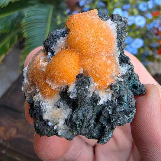 Thomsonite Mineral Specimen | Natural Orange Crystal on Basalt Matrix Rock