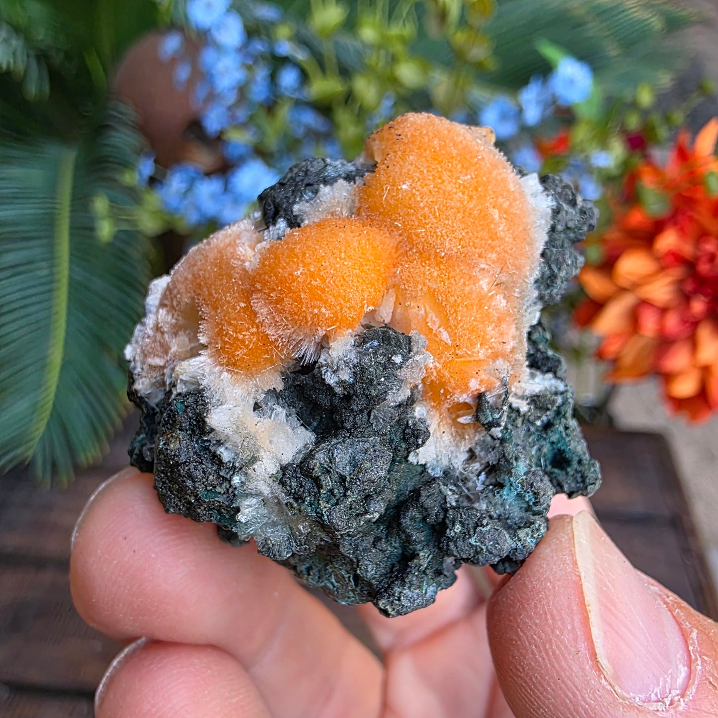 Thomsonite Mineral Specimen | Natural Orange Crystal on Basalt Matrix Rock