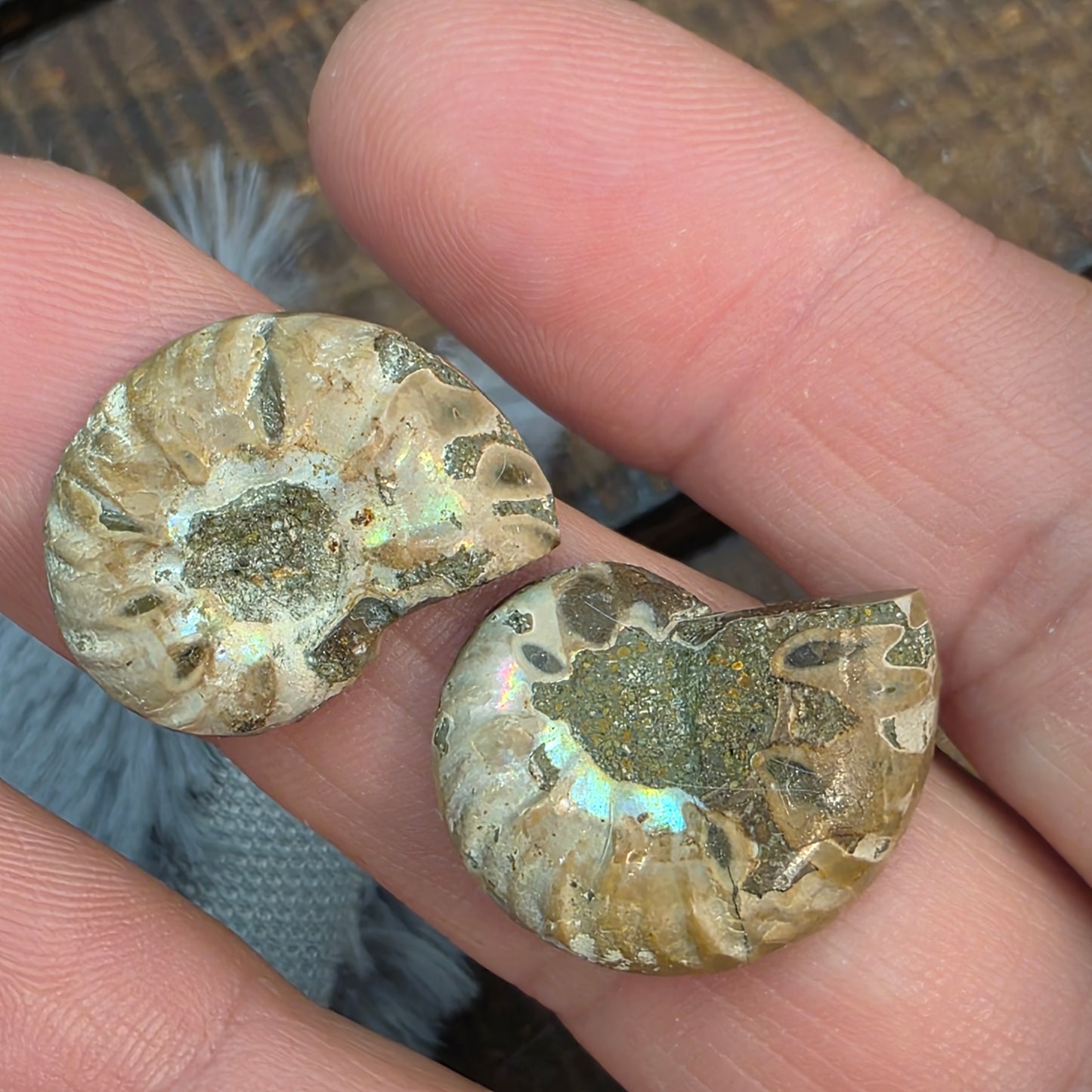 Natural Ammonite Fossil Cut and Polished Pair, Small Size Halves Brown with Iridescent Colors
