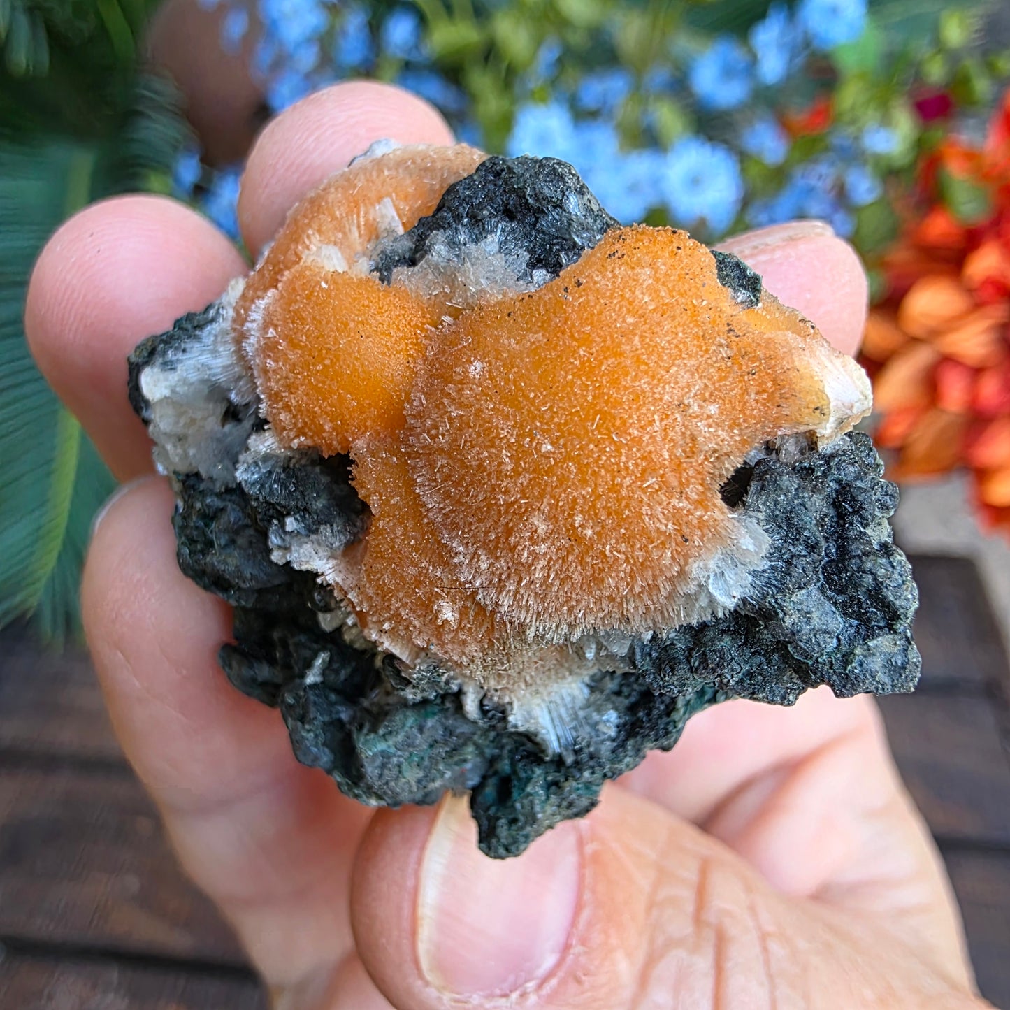 Thomsonite Mineral Specimen | Natural Orange Crystal on Basalt Matrix Rock