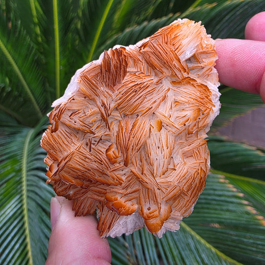 Bladed Barite from Morocco, Tabular Mineral Specimen with Brown and White Ombre Color Fade