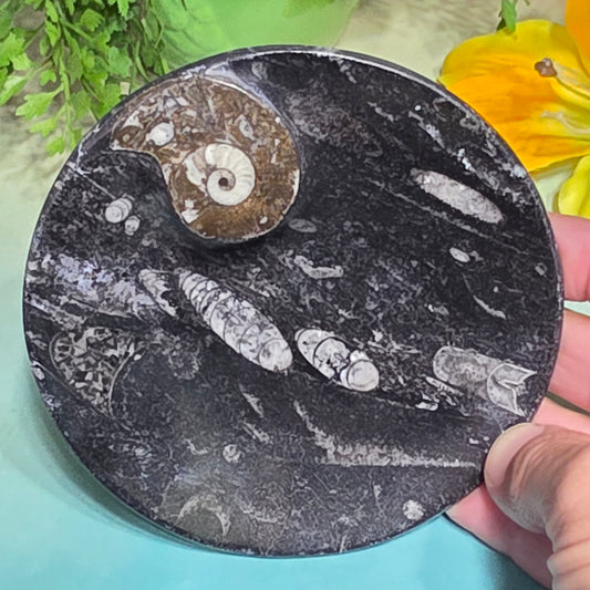 Polished Orthoceras and Ammonite Fossil Dish 4 Inch Black & White Stone Bowl
