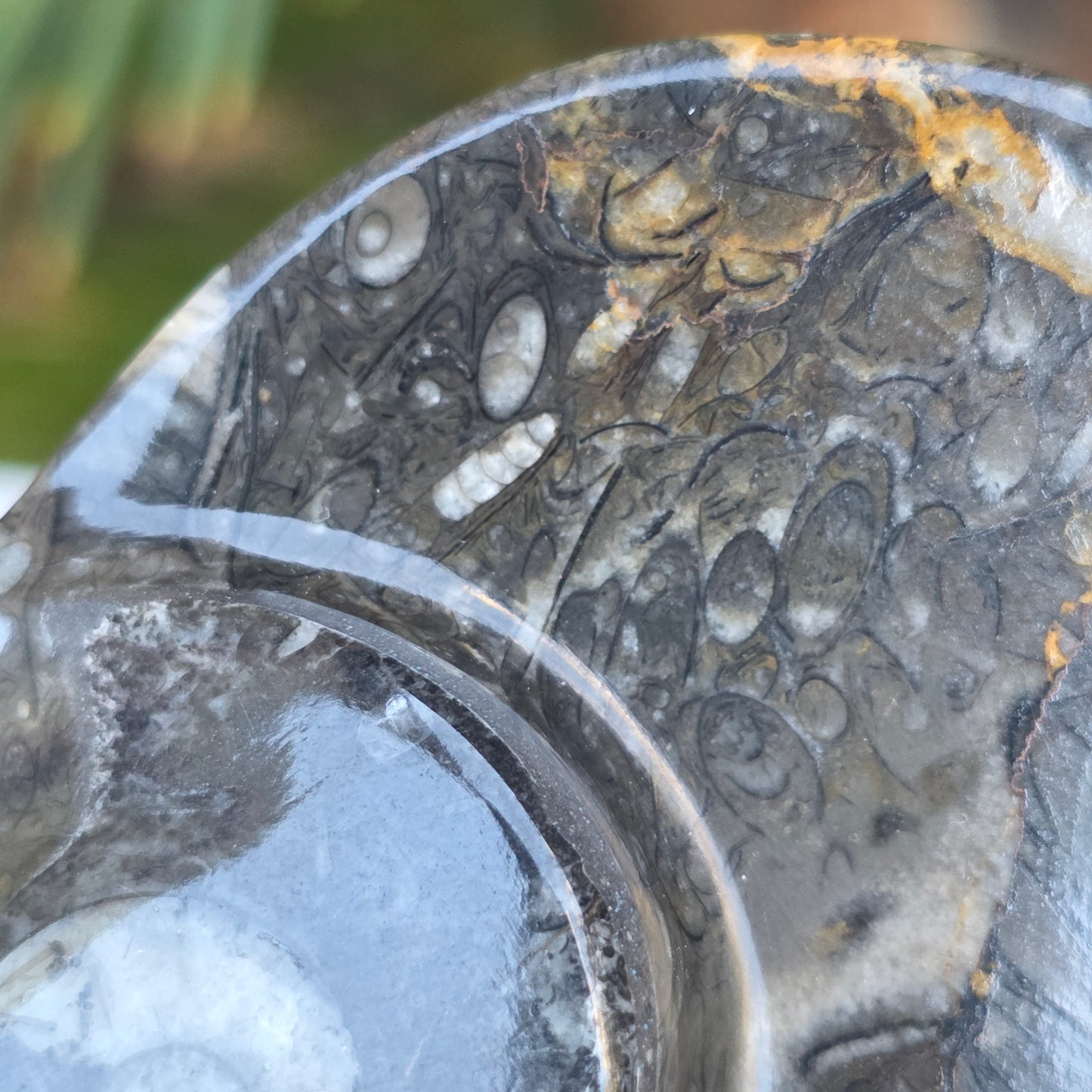 Polished Ammonite and Orthoceras Fossil Heart Shaped Dish 4 Inch Black & White Stone Bowl
