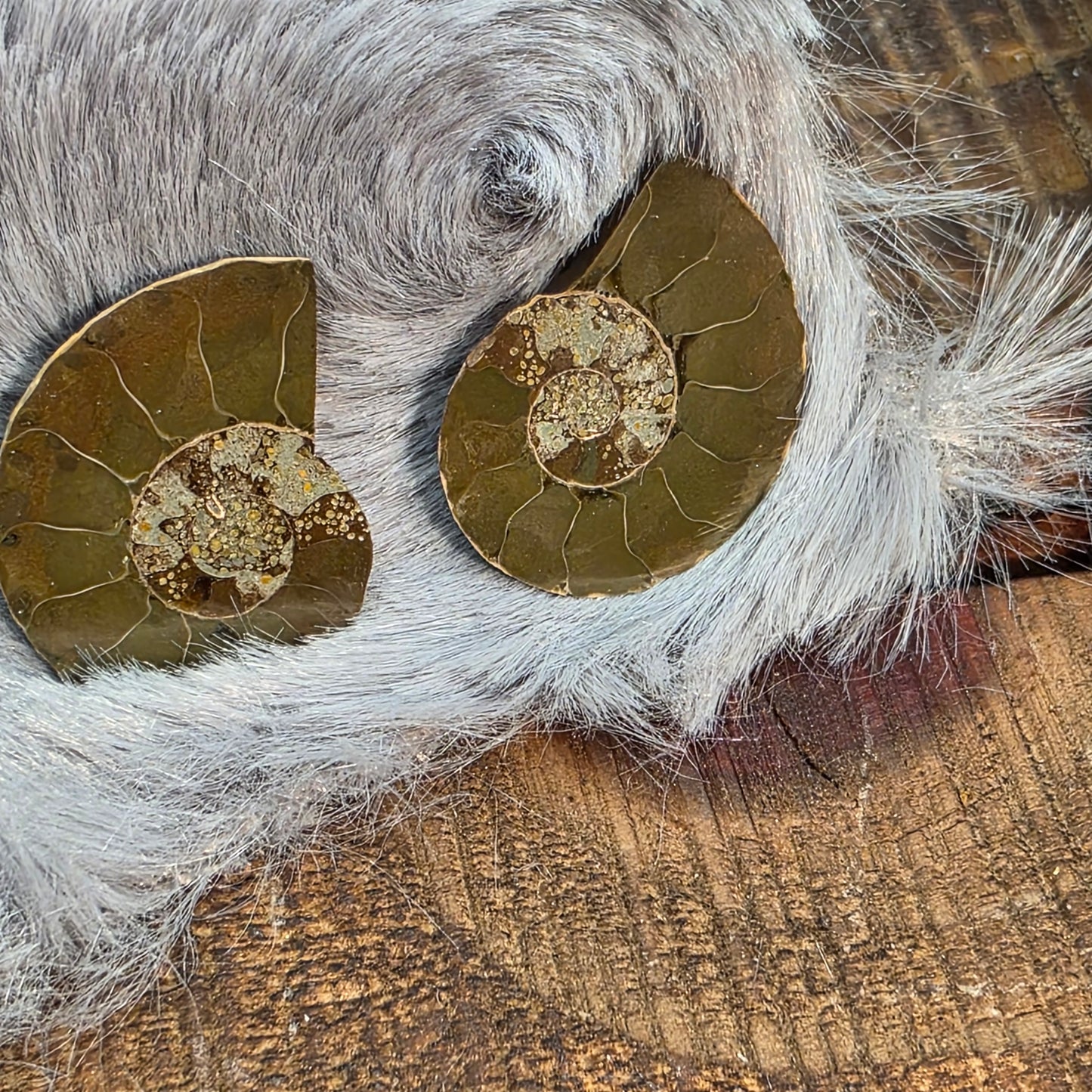 Natural Ammonite Fossil Cut and Polished Pair, Small Size Halves Brown with Iridescent Colors
