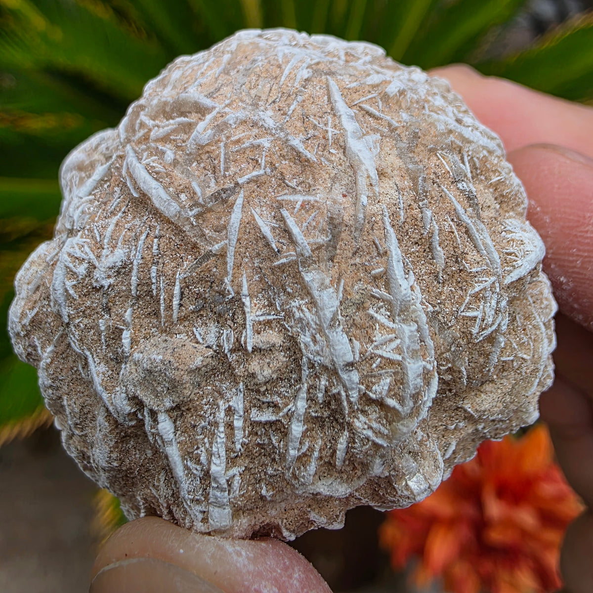 Desert Rose Gypsum Cluster Rock Specimen | Raw Natural Crystal Mineral